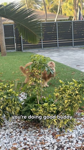 My dog thinks he’s good at sneak attacks… #goldendoodle #sneakattack #funnydogs | Brodie That Dood