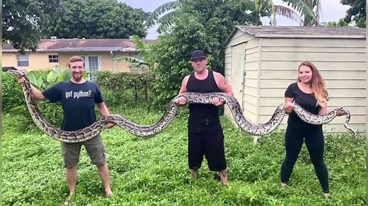 Python hunters capture nearly 20-foot-long snake in Florida Everglades