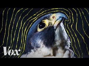 Why peregrine falcons are the fastest animals on earth