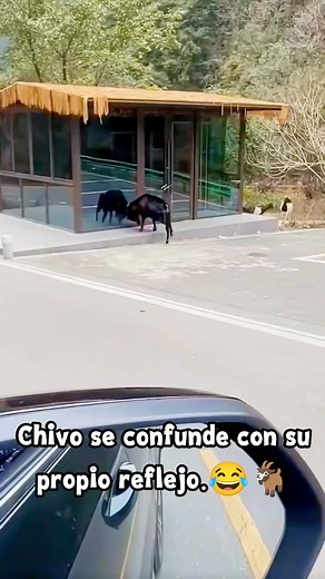 1.5M views · 9.7K reactions | Se confunde con su propio reflejo. #viralpost2025シ #videoreelsシ #reelsviralシfb #jetpackcompose #sustosdivertidos #usareels #viralvideochallenge #random #animalkingdom #animalesgraciosos | Videos Virales Random | Facebook