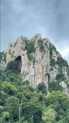 Watch bats emerge from their caves in the evening. #bats