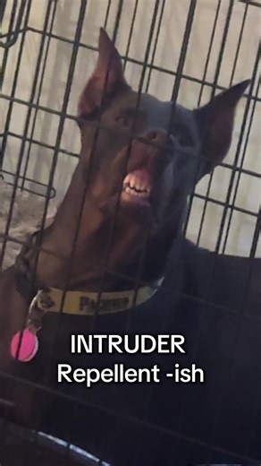 Scary 👻 or nah? #doberman #guarddog