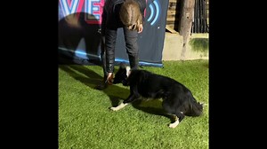 Welcome back!!! Tias so excited to share the first step of her first trick. Every week she will do a follow up and the next step! Post your videos in the comments or tag us we would love to see you!! #tiastuesdaytricks | Fabulous Finn