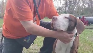 8.6K views · 377 reactions | 2-3-24 Adopted!!!!!!! Adriel is on EUTH LIST for 2-5-24, great DOG friendly with other dogs, NO CATS. ADRIEL A2341030 is a DEADLINE. Please refer to Main Link and to VOLUNTEER at PRC that dedicates his time to SAVE these souls. https://m.facebook.com/story.php?story_fbid=754858013343358&id=100064574986707&mibextid=Nif5oz | Rescue Me Tampa - Shelter Dogs | Facebook