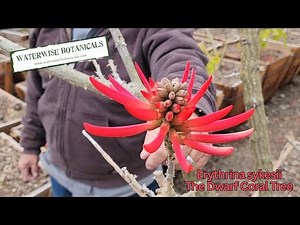 Little Dwarf Coral Tree (Erythrina sykesii) – A Stunning Tropical Bloomer!