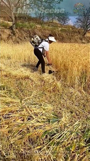 Harvesting in the Golden Wheat Field