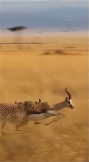 Cheetah Sprints Across Savannah And Secures Its Prey In Real Wildlife Chase