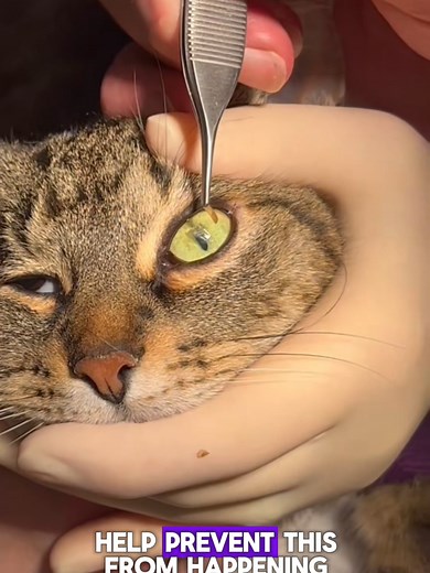 Cat Eye Care: Gentle Vet Examination and Playful Home Recovery