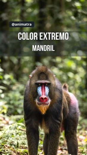 Mandril: el primate más colorido del planeta