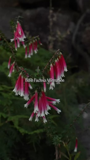 Aust Bush Flower Essences on Instagram: "With long, red, tubelike flowers, tipped with white, Bush Fuchsia creates a brilliant show of colour throughout the year. It can be found among the undergrowth of heathlands and dry sclerophyll forests along the NSW coast and Great Dividing Range. ⁠ ⁠ Bush Fuchsia helps enhance your intuition and to trust your own “gut” feelings. It allows you to balance your logical/rational and intuitive/creative aspects. ⁠ ⁠ 𝙋𝙤𝙨𝙞𝙩