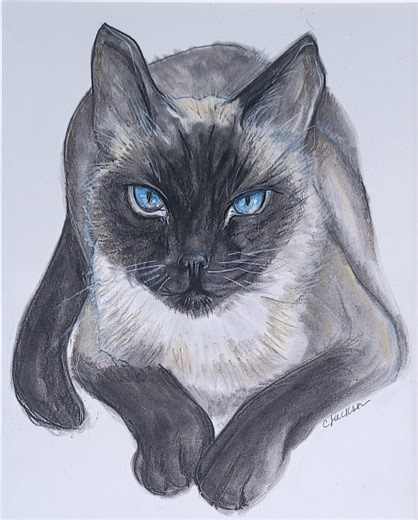 Siamese Cat Drawing, Charcoal and Pencil - Etsy