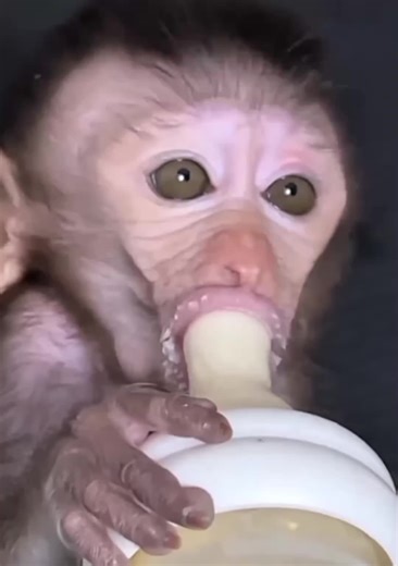 こんな顔(ぶす)ですが愛されてます(多分)#面白い #小猿 #子猿 #ミルク#可哀想 #可愛い | cute monkey