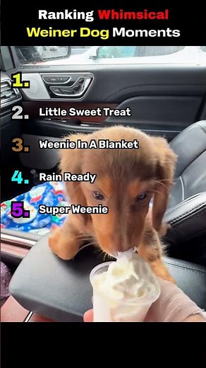 Ranking Whimsical Weiner Dog Moments #ranking #funny