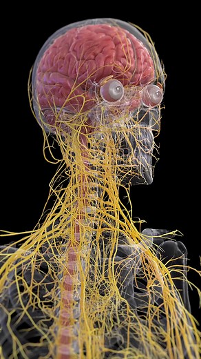 🌟 Inside the Human Nervous System 🌟 The nervous system is your body’s communication network, controlling everything from your reflexes to your most complex thoughts. It’s divided into the central nervous system, which includes the brain and spinal cord, and the peripheral nervous system, which consists of the nerves that branch out to the rest of your body. This system ensures that all your organs and muscles function properly by sending signals to and from the brain. Learn more about this int