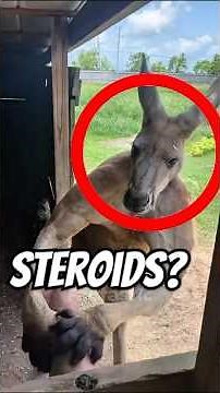 How Strong Are Kangaroos?🦘💪