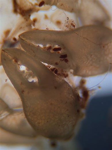 Understanding the Challenges of Thai Micro Crabs in Aquariums