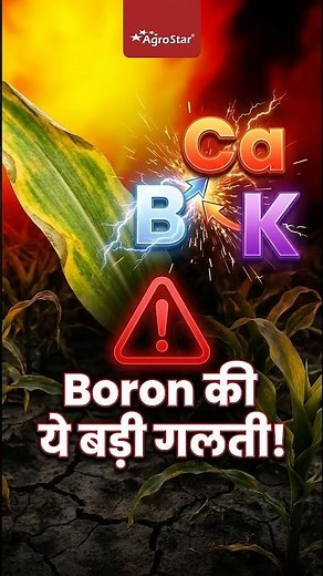 बोरोन ज्यादा हो गया तो क्या होगा? I Calcium Potash Problem I AgroStar