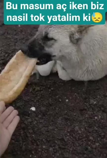 Understanding Dog Behavior and Care