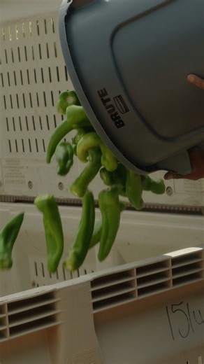 From the fields to the factory, we’re keeping Hatch tradition alive 🌶️ Taste the difference of chile done right. | Fresh Chile