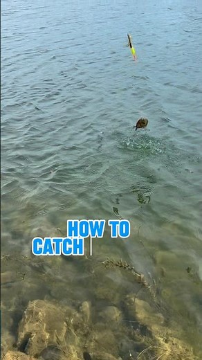 How To Catch Bluegill TOO BIG For The Net! 🎣#shorts #fishing #fallintoshorts