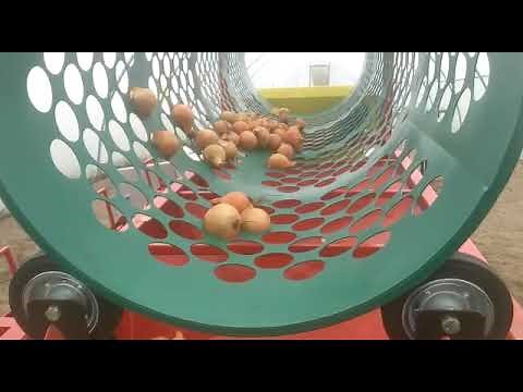 onion grader (onion bulbs sorting by size equipment) - GBSD-630