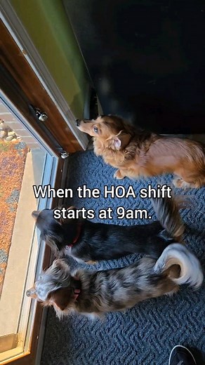 Part 2: The geese knew the rules. They didn’t migrate south… they migrated left. Safer yard, zero fines. They didn't want to deal with that tiny HOA enforcer. Moving is hard, but avoiding fees.. and her... is totally worth it. 🤣 #dachshund #hoa #security #pawpatrol #barkhappy #geese #funnydogs #wienerdog | Morgan, Rolo, & Pebbles