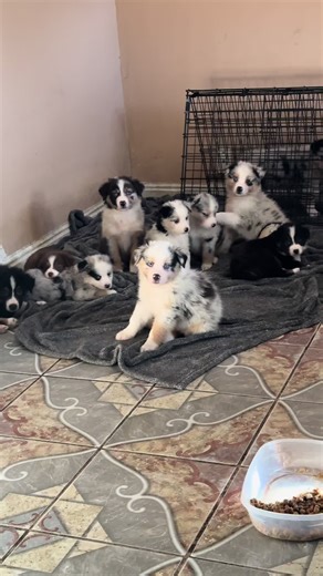 Adorable Mini Australian Shepherd Puppies