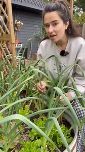 12K views · 109 reactions | The dreaded rust has got to my garlic #gardentok #gardeningtips #gardeningforbeginners #growyourown #garlic #growinggarlic | Gardenofhope | Facebook