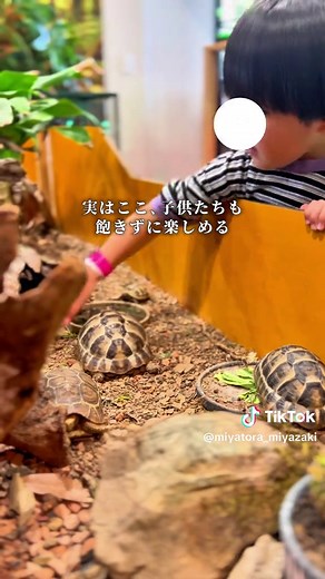 宮崎での素敵な動物との触れ合い体験