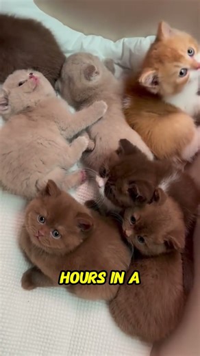 Personality of Brown Cats - Hidden Traits of Brown Cats You Should Know