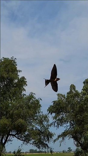 Barn Swallows Flying Fast and Swooping in Close on a Summer Day in South Dakota! #barnswallow #birds