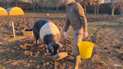 We've really enjoyed watching your farming home videos this spring. Young Dorset Farmer, Sebastian has been very busy looking after his pedigree British Saddleback pigs and their piglets this spring. 🐷 | This Week on the Farm