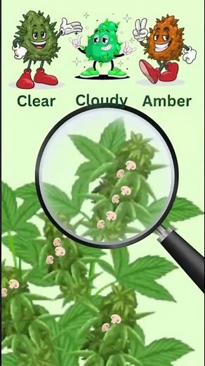 When to Harvest Cannabis: Spot These Key Signs!” #harvestrime #cannabiseducation #budfellas