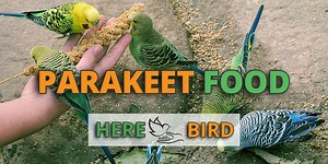 Best Parakeet Food - List for a Healthy Diet & Also Parakeet Treats