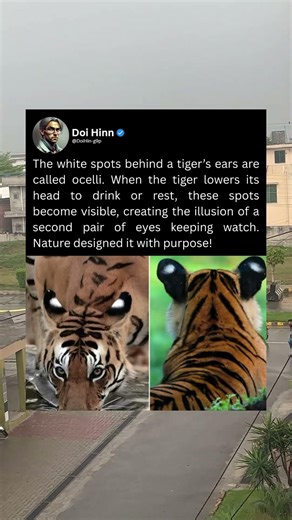 The white spots behind a tiger's ears are called ocelli.
