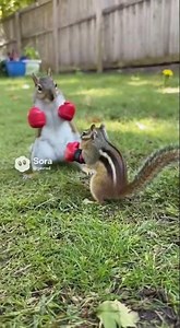 Chipmunk vs squirrel #jokes #humorvibes #memes #animals #boxing #shorts