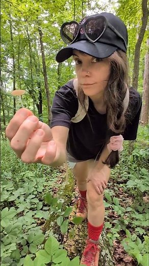 Finally got some rain 🌧️🍄🍄#mycology #mushrooms #fungi #mushroomhunting #macrophotography