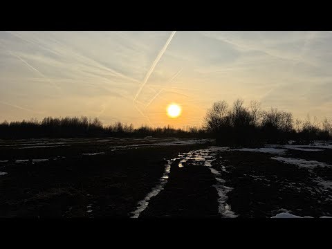 Ждём отел коровы Белки #корова #теленок #отел #хозяин #молоко #деревня #Ленобласть #cow #baby #milk