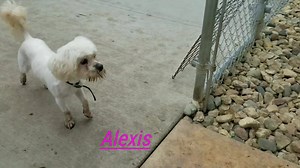 Alexis http://www.pawsandclaws.org/wpweb/pets/adoptable-pets/adoptable-dogs/ | PCHSRochester