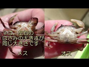 サワガニの雌雄判別方法 － やっちー研究所 －