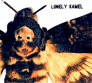 Lonely Kamel - Death's​-​Head Hawkmoth