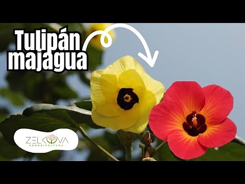 TULIPÁN MAJAGUA: EL ÁRBOL ARCOÍRIS