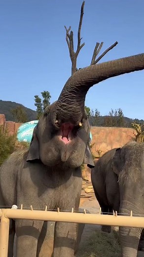 Hilarious Elephant Safari Moments: Funny Animal Compilation