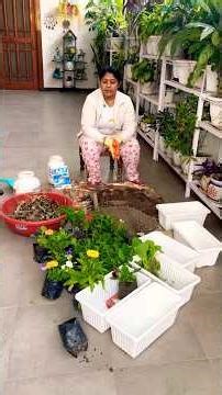 winter flower planting #plant#shortsfeed #garden #flowers#gardening