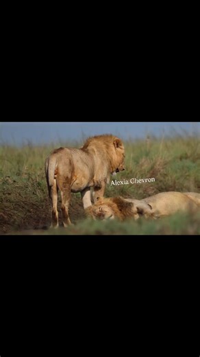 Rockers Unite for Animal Justice and Conservation