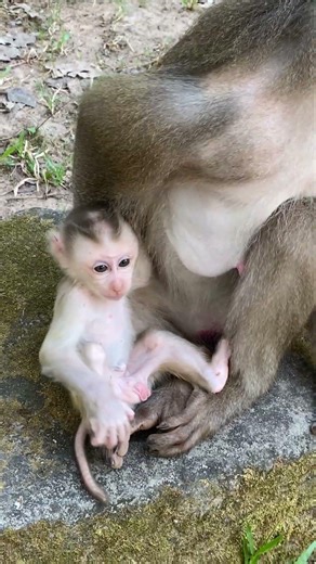 Poor Baby Monkey Try To Get Mother Milk #monkeysr #babymonkey #animals