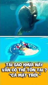 90 % Cơ Thể Là Điểm Yếu, Nhưng Tại Sao Cá Mặt Trời Vẫn Sống Tốt ?