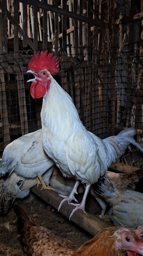 AYAM ELBA JANTAN BERKOKOK #ayam #ayamelba #ayampetelur #ayamkampung