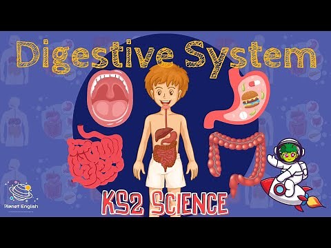 The Digestive System | KS2 Science | STEM and Beyond