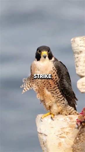 Falcon Facts That Will Blow Your Mind #falconfacts #wildlife